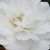 Roz - Trandafir pentru straturi Floribunda - Sümeg